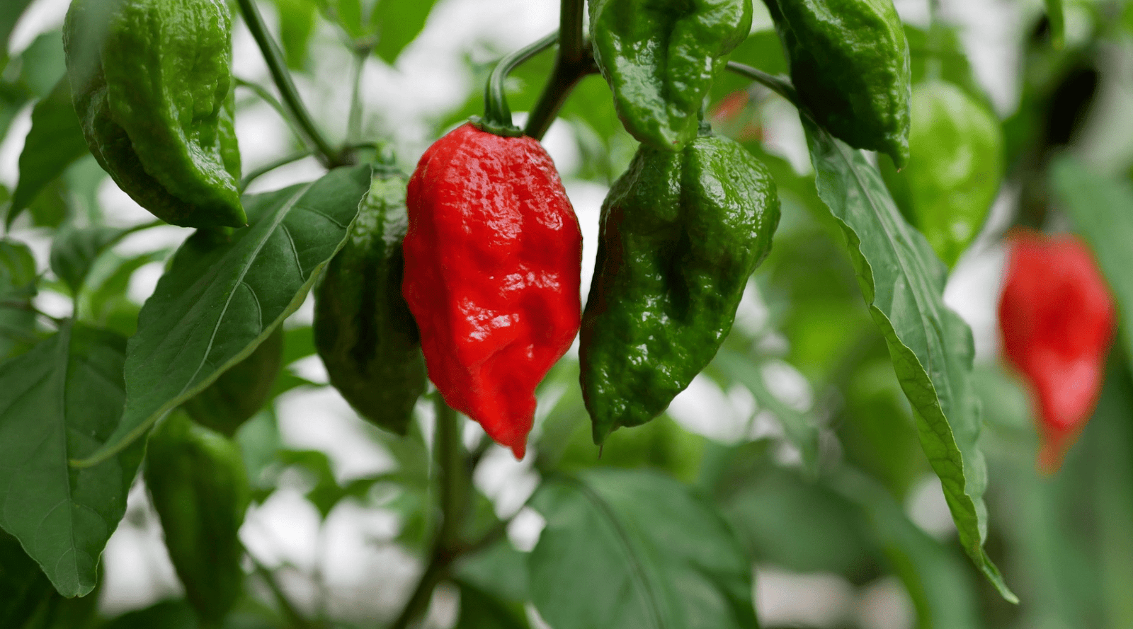 Ghost Peppers: Are They More Than Just Heat? - TorchBearer Sauces