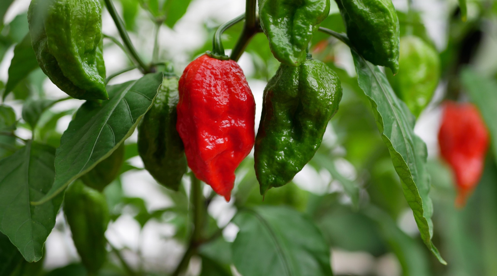 Ghost Peppers: Are They More Than Just Heat?